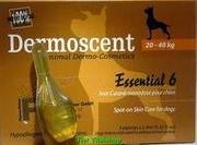 Bayer Dermoscent Essential 6 Spot On para gatos Pet Itch Remedies Cuidado de la piel